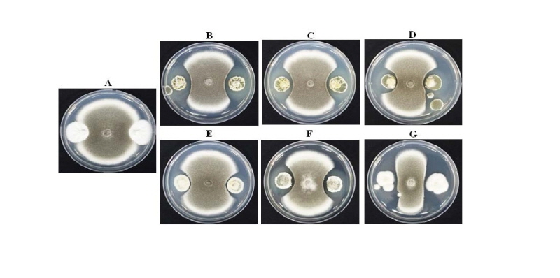https://www.kjmycology.or.kr/images/kjom/images/N0320460413_image/Figure_kjom_46_04_13_F2.jpg