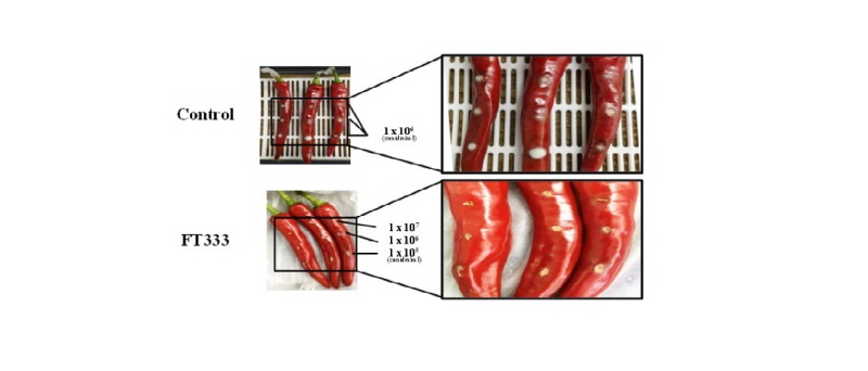 https://www.kjmycology.or.kr/images/kjom/images/N0320460413_image/Figure_kjom_46_04_13_F5.jpg