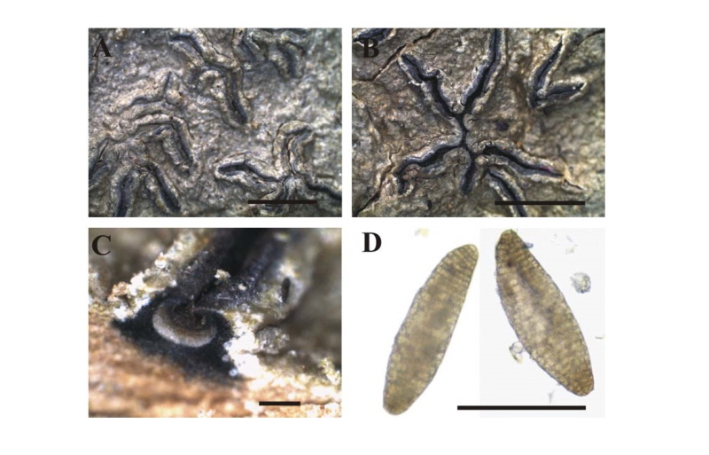 https://www.kjmycology.or.kr/images/kjom/images/N0320460414_image/Figure_kjom_46_04_14_F1.jpg