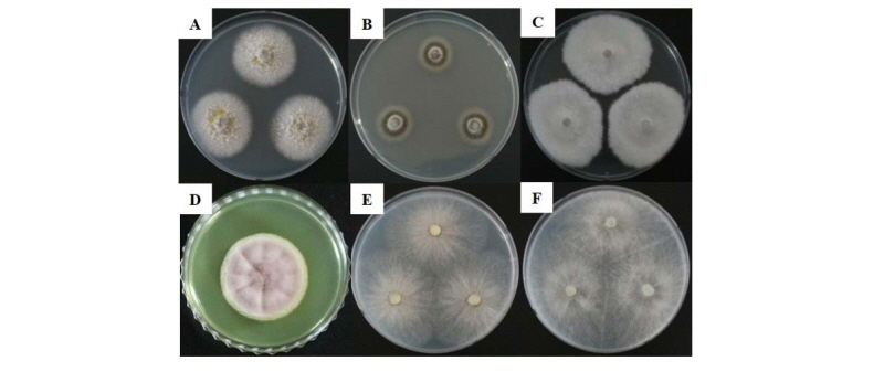 https://www.kjmycology.or.kr/images/kjom/images/N0320460415_image/Figure_kjom_46_04_15_F2.jpg