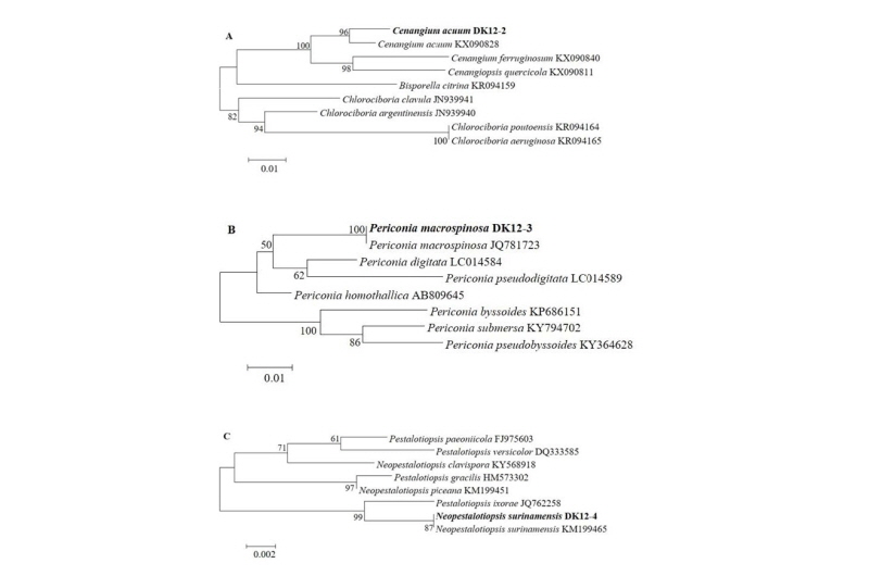 https://www.kjmycology.or.kr/images/kjom/images/N0320460415_image/Figure_kjom_46_04_15_F4.jpg