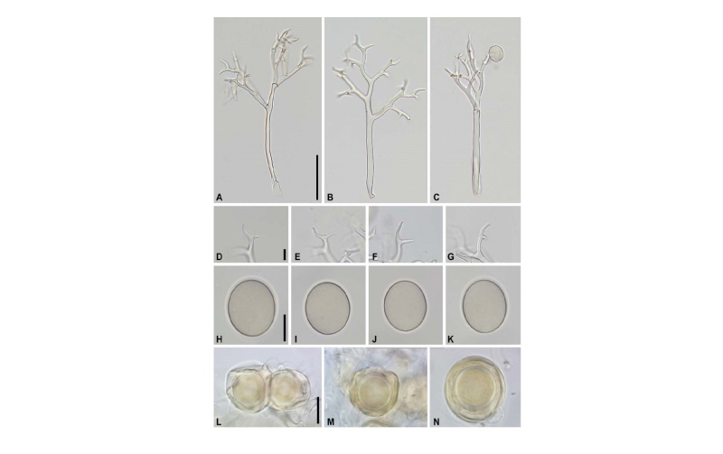 https://www.kjmycology.or.kr/images/kjom/images/N0320460416_image/Figure_kjom_46_04_16_F1.jpg