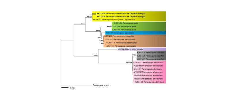 https://www.kjmycology.or.kr/images/kjom/images/N0320460416_image/Figure_kjom_46_04_16_F2.jpg