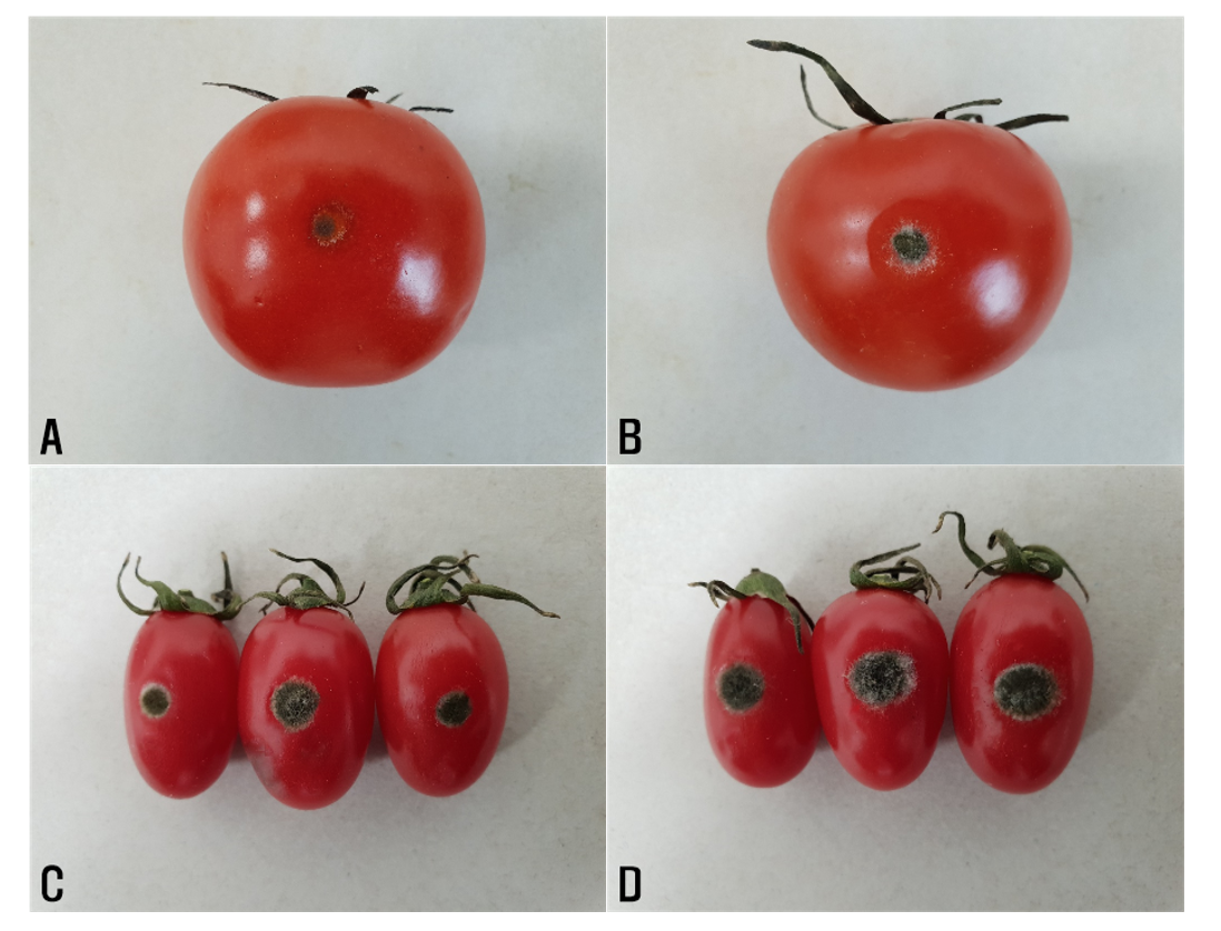 https://www.kjmycology.or.kr/images/kjom/images/N0320480401_image/Figure_KJOM_48_04_01_F4.png