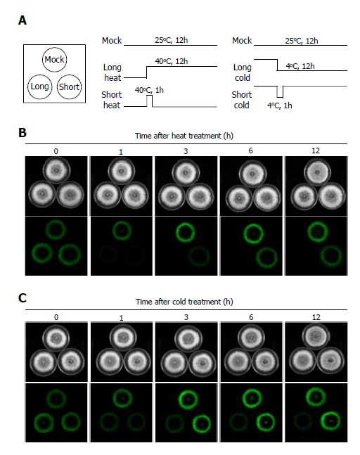 https://www.kjmycology.or.kr/images/kjom/images/N0320480402_image/Figure_KJOM_48_04_02_F2.png