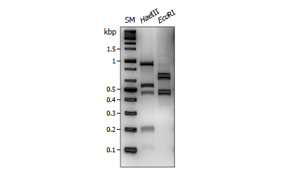 https://www.kjmycology.or.kr/images/kjom/images/N0320480403_image/Figure_KJOM_48_04_03_F2.png