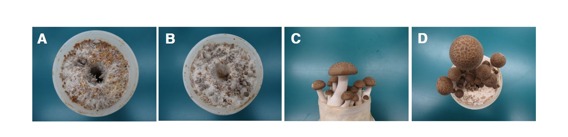 https://www.kjmycology.or.kr/images/kjom/images/N0320480404_image/Figure_KJOM_48_04_04_F4.png