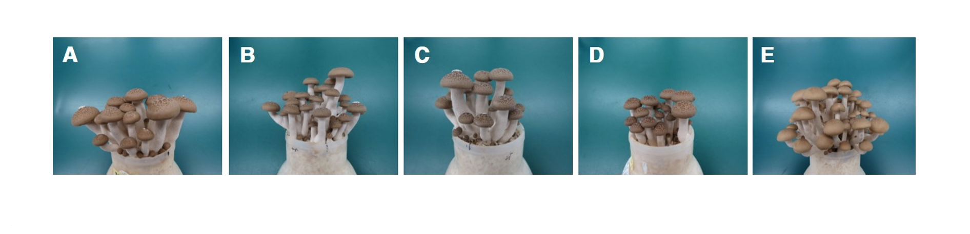 https://www.kjmycology.or.kr/images/kjom/images/N0320480404_image/Figure_KJOM_48_04_04_F5.png