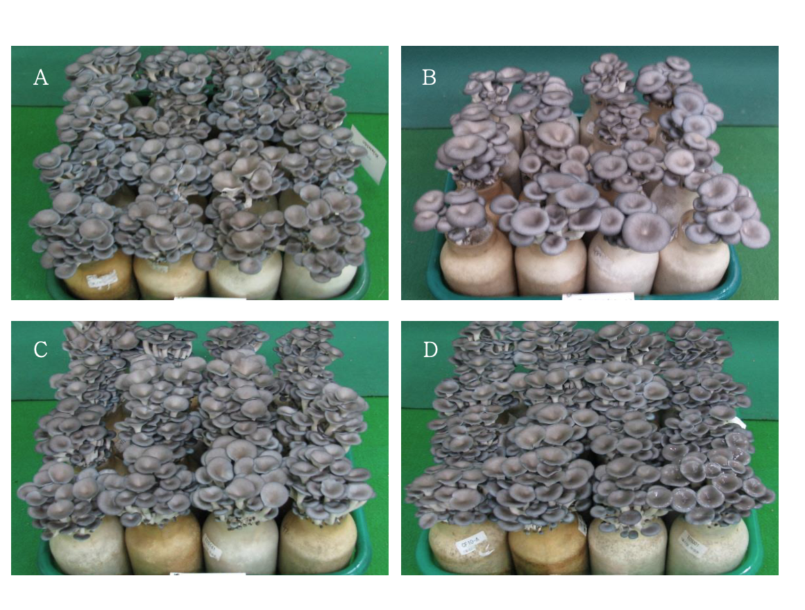 https://www.kjmycology.or.kr/images/kjom/images/N0320480405_image/Figure_KJOM_48_04_05_F2.png