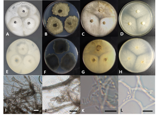 https://www.kjmycology.or.kr/images/kjom/images/N0320480406_image/Figure_KJOM_48_04_06_F1.png