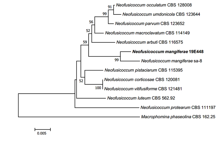 https://www.kjmycology.or.kr/images/kjom/images/N0320480406_image/Figure_KJOM_48_04_06_F2.png