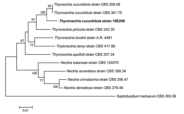 https://www.kjmycology.or.kr/images/kjom/images/N0320480406_image/Figure_KJOM_48_04_06_F3.png