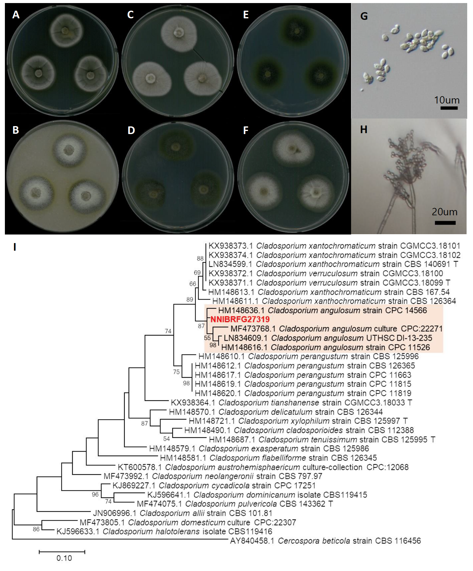 https://www.kjmycology.or.kr/images/kjom/images/N0320480407_image/Figure_KJOM_48_04_07_F1.png