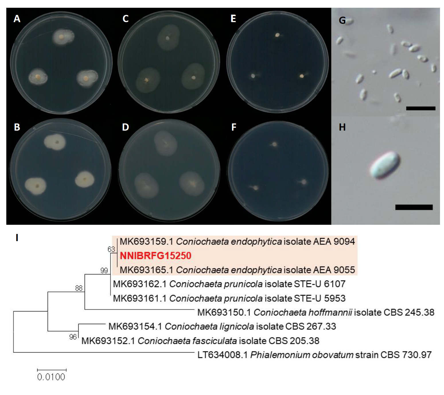 https://www.kjmycology.or.kr/images/kjom/images/N0320480407_image/Figure_KJOM_48_04_07_F10.png