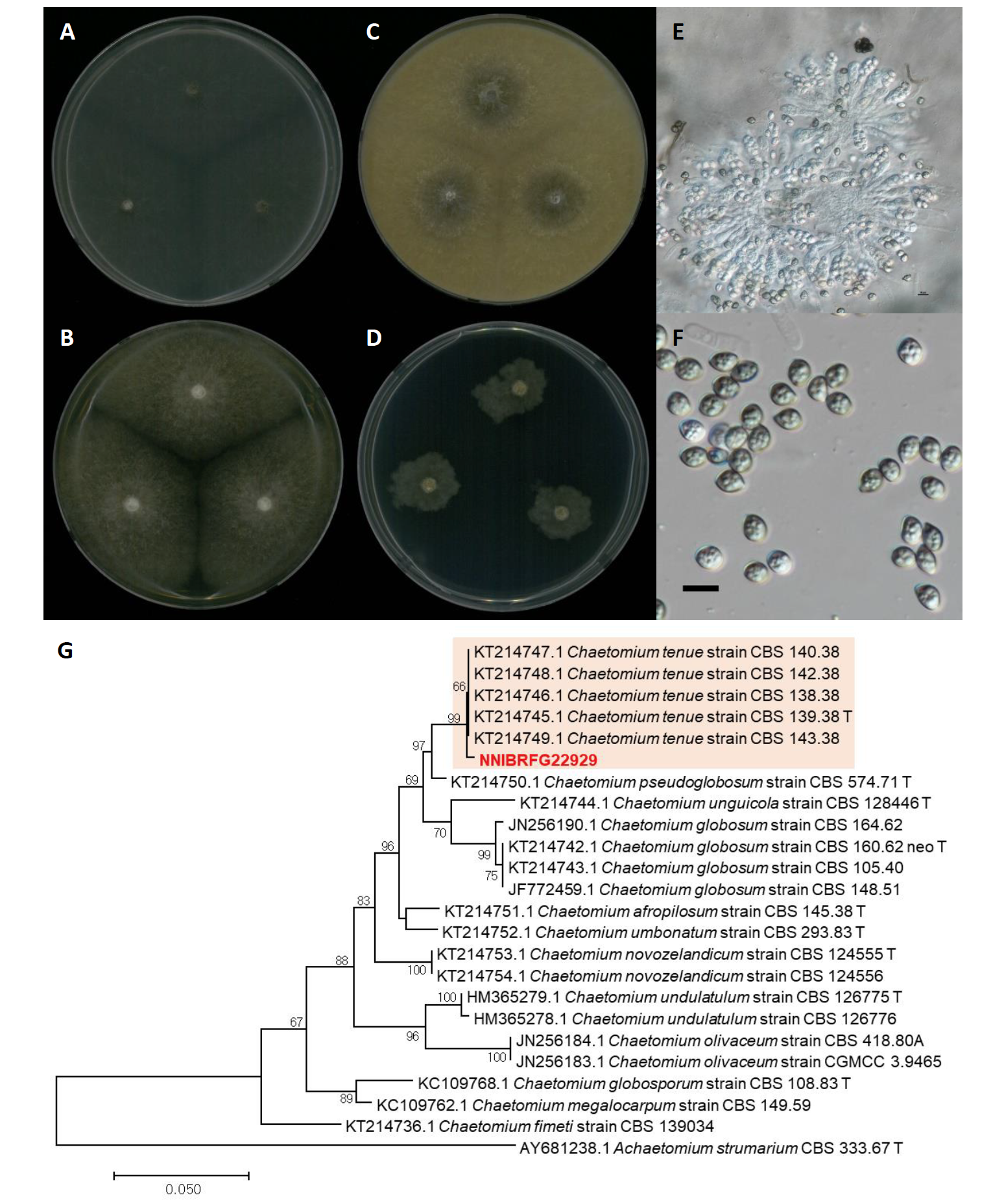 https://www.kjmycology.or.kr/images/kjom/images/N0320480407_image/Figure_KJOM_48_04_07_F11.png