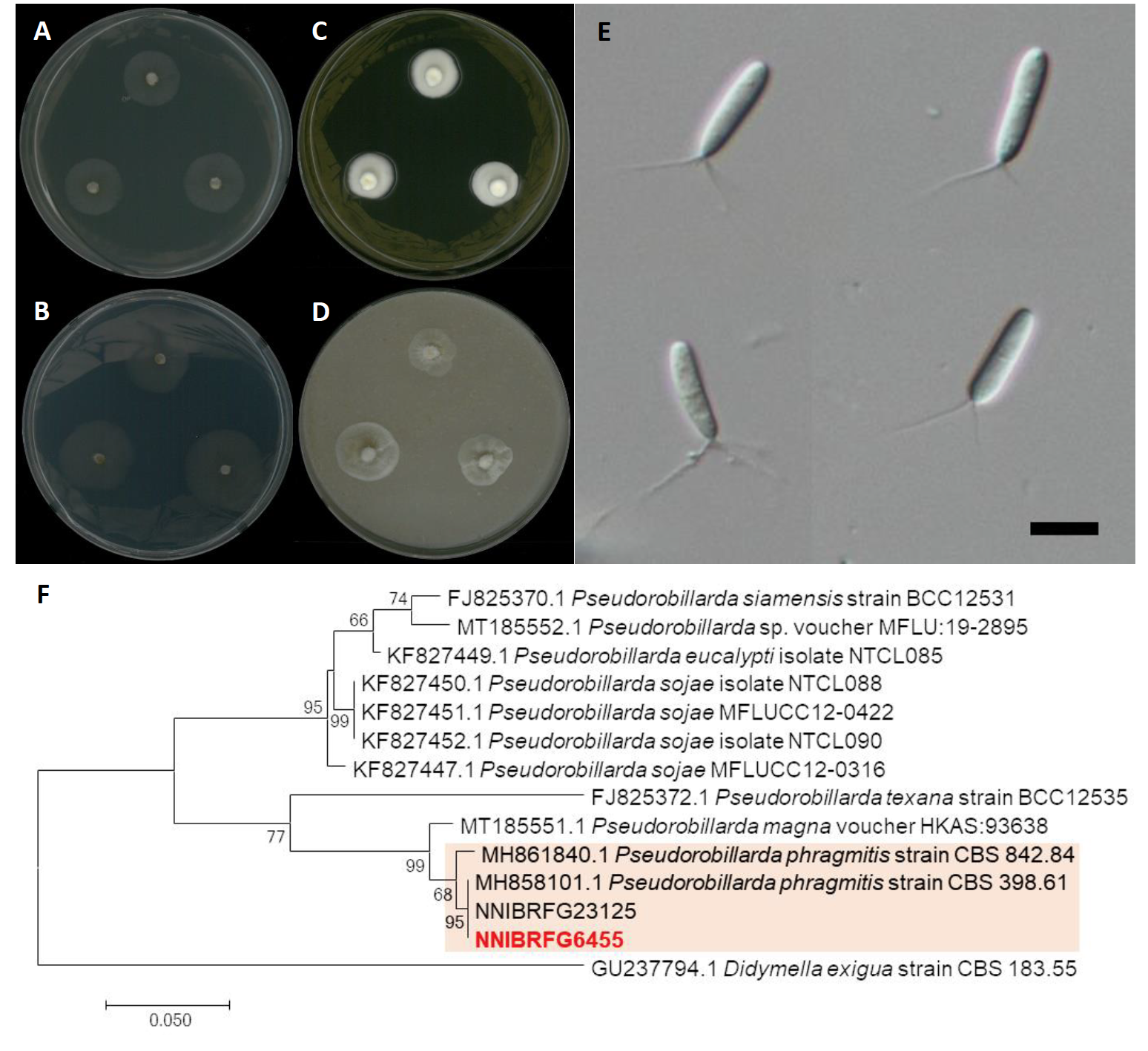 https://www.kjmycology.or.kr/images/kjom/images/N0320480407_image/Figure_KJOM_48_04_07_F2.png