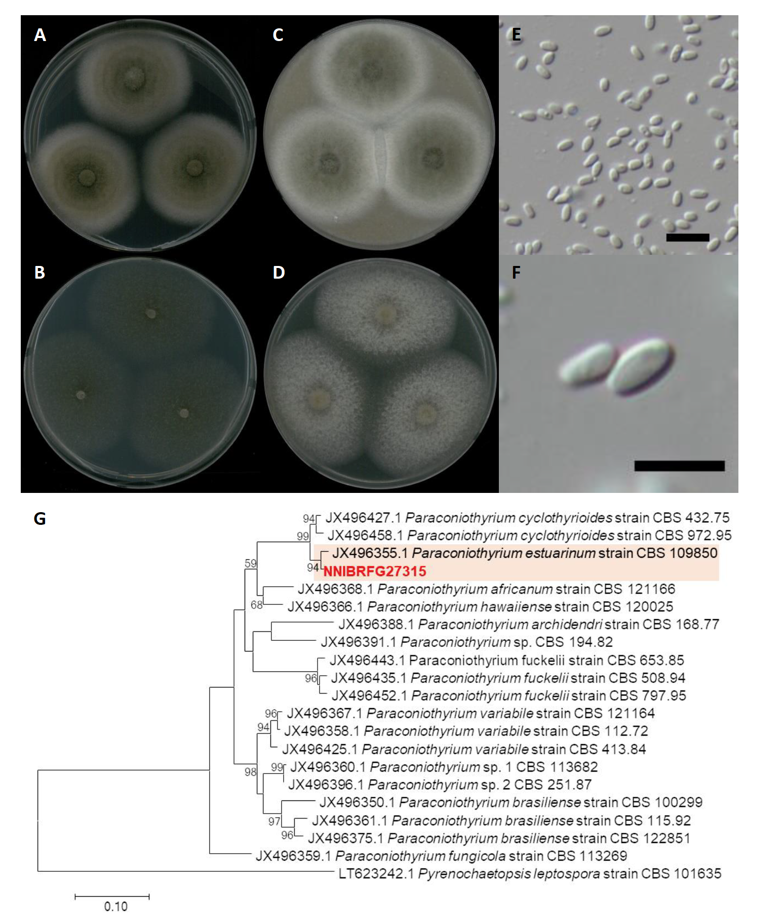 https://www.kjmycology.or.kr/images/kjom/images/N0320480407_image/Figure_KJOM_48_04_07_F3.png