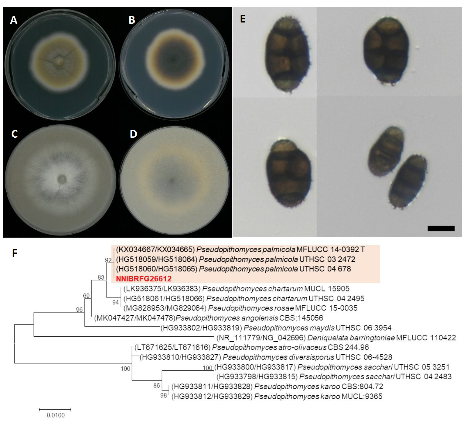 https://www.kjmycology.or.kr/images/kjom/images/N0320480407_image/Figure_KJOM_48_04_07_F4.png