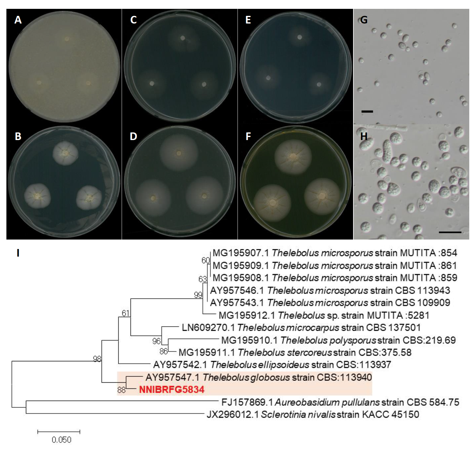 https://www.kjmycology.or.kr/images/kjom/images/N0320480407_image/Figure_KJOM_48_04_07_F6.png