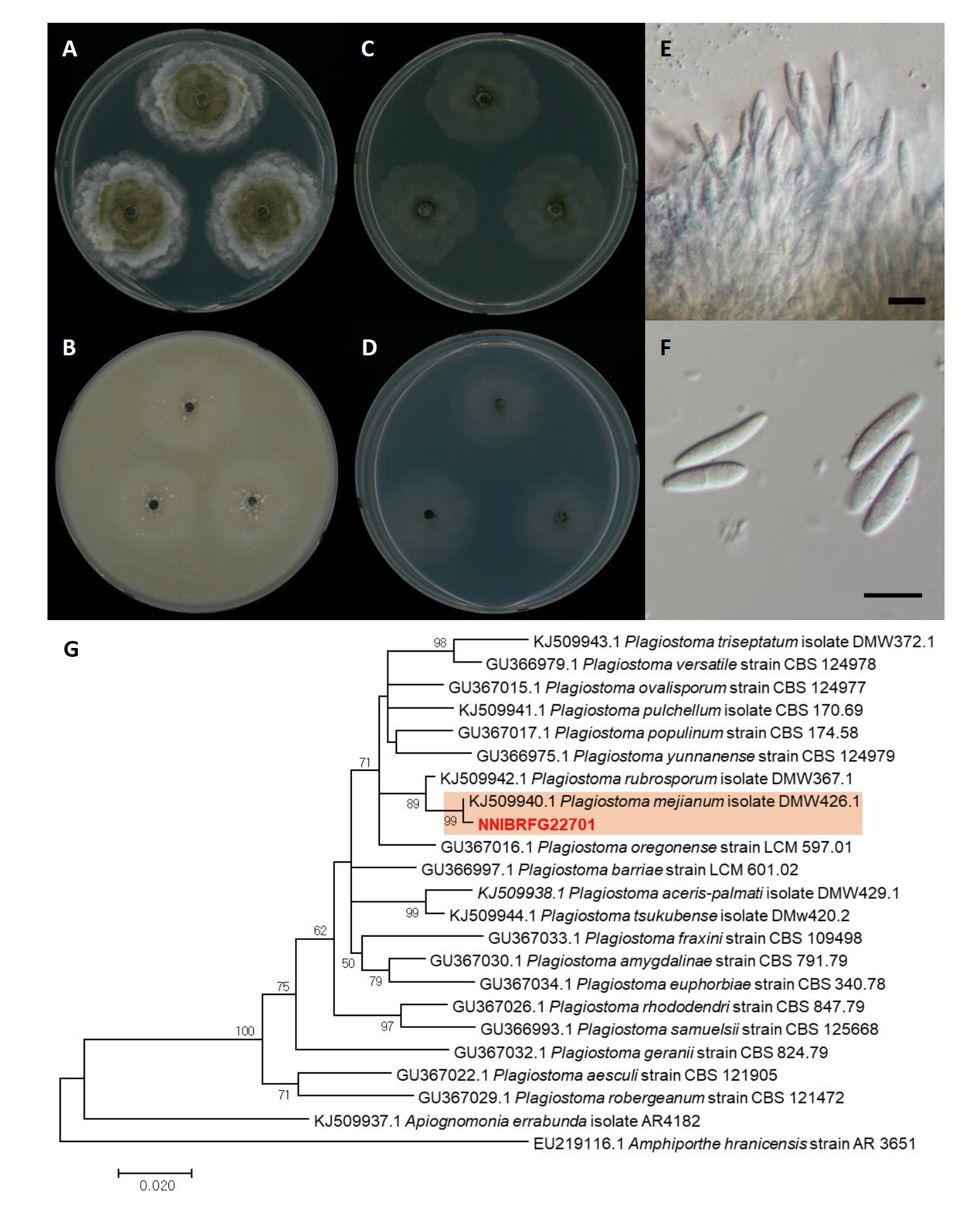 https://www.kjmycology.or.kr/images/kjom/images/N0320480407_image/Figure_KJOM_48_04_07_F7.png