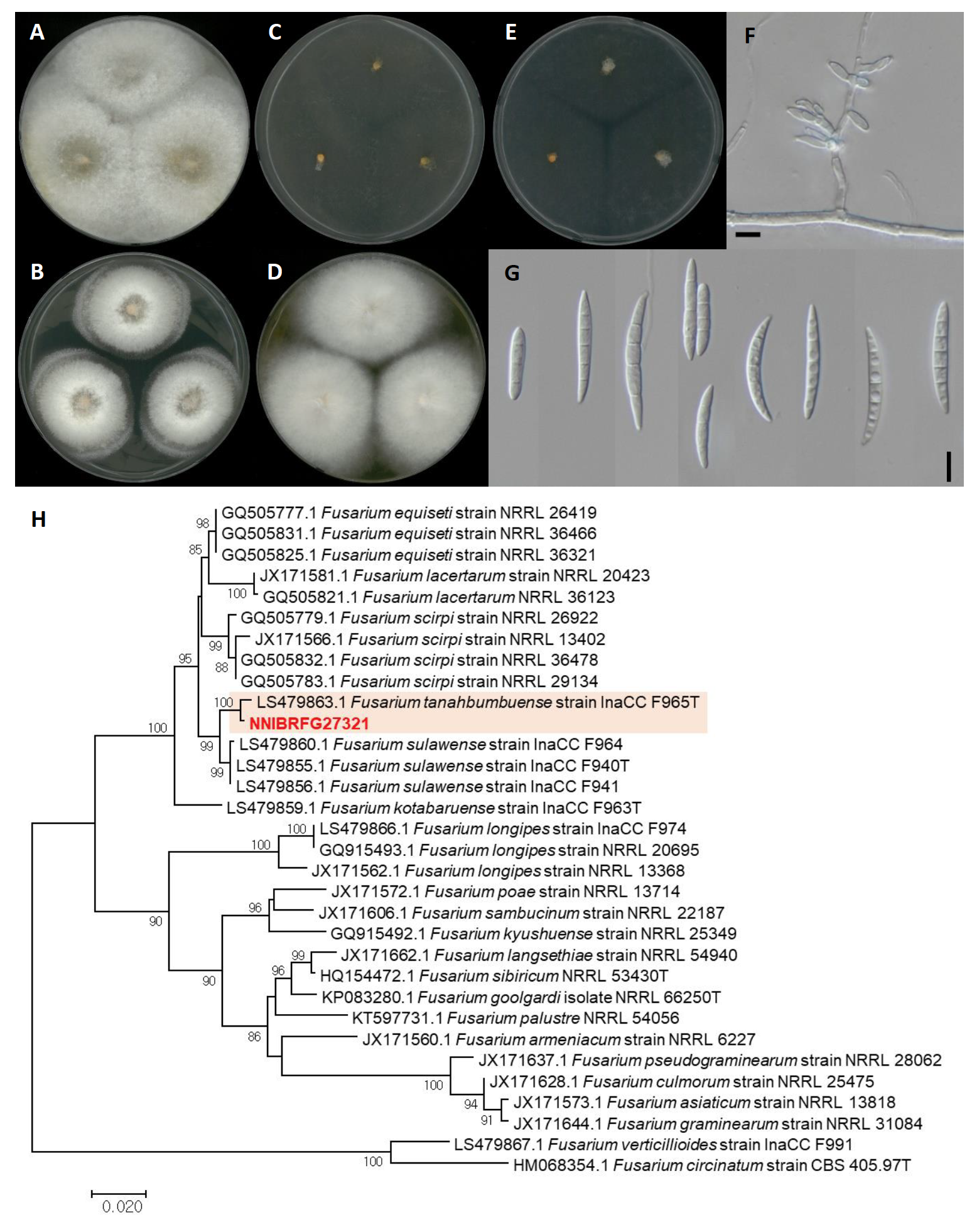 https://www.kjmycology.or.kr/images/kjom/images/N0320480407_image/Figure_KJOM_48_04_07_F9.png