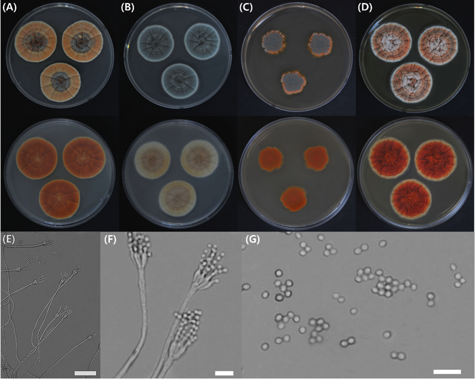 https://www.kjmycology.or.kr/images/kjom/images/N0320480408_image/Figure_KJOM_48_04_08_F2.png