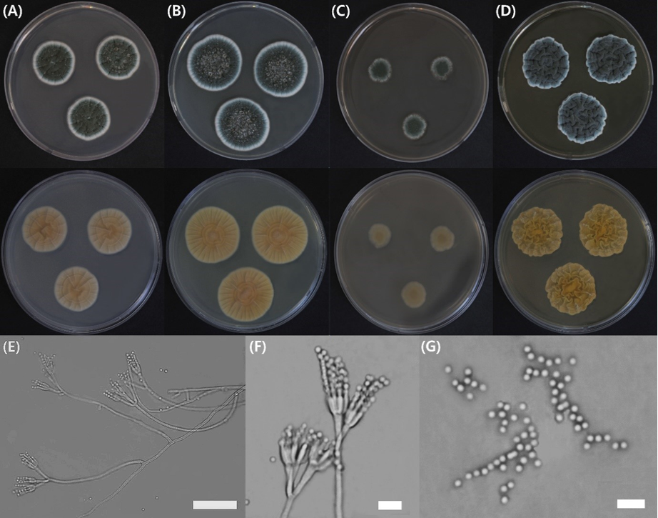https://www.kjmycology.or.kr/images/kjom/images/N0320480408_image/Figure_KJOM_48_04_08_F3.png