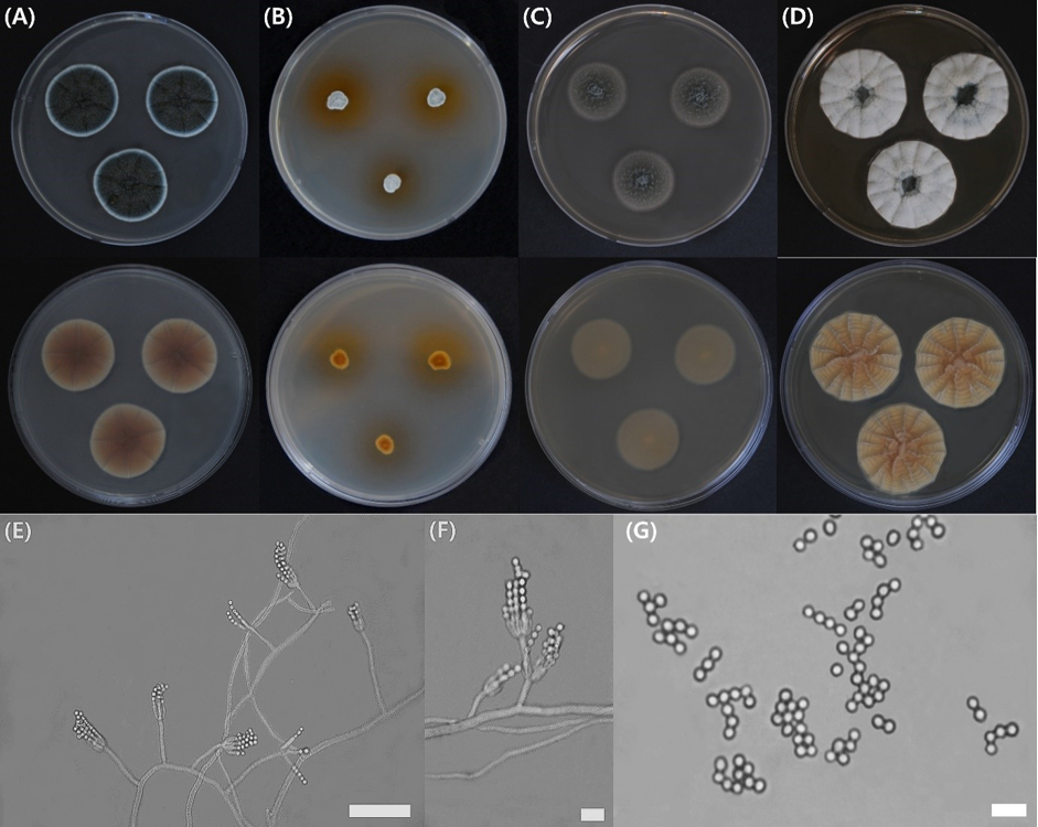 https://www.kjmycology.or.kr/images/kjom/images/N0320480408_image/Figure_KJOM_48_04_08_F4.png