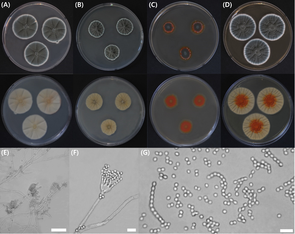 https://www.kjmycology.or.kr/images/kjom/images/N0320480408_image/Figure_KJOM_48_04_08_F5.png