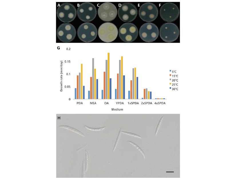 https://www.kjmycology.or.kr/images/kjom/images/N0320480409_image/Figure_KJOM_48_04_09_F3.png