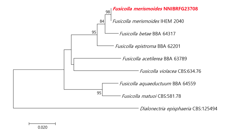 https://www.kjmycology.or.kr/images/kjom/images/N0320480409_image/Figure_KJOM_48_04_09_F4.png