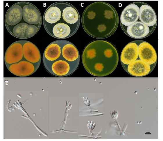 https://www.kjmycology.or.kr/images/kjom/images/N0320480412_image/Figure_KJOM_48_04_12_F2.png