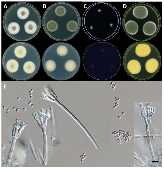 https://www.kjmycology.or.kr/images/kjom/images/N0320480412_image/Figure_KJOM_48_04_12_F3.png