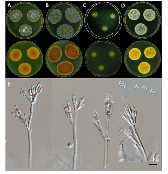 https://www.kjmycology.or.kr/images/kjom/images/N0320480412_image/Figure_KJOM_48_04_12_F4.png
