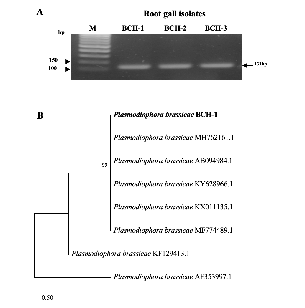 https://www.kjmycology.or.kr/images/kjom/images/N0320480413_image/Figure_KJOM_48_04_13_F2.png