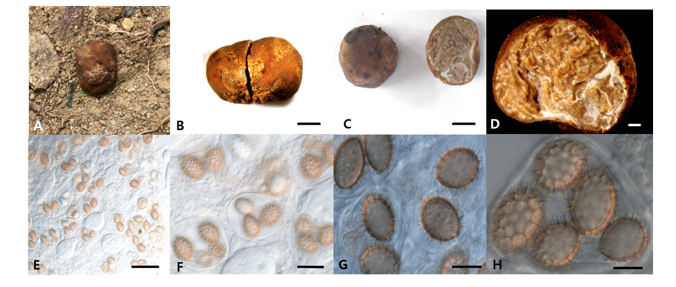 https://www.kjmycology.or.kr/images/kjom/images/N0320480414_image/Figure_KJOM_48_04_14_F1.png