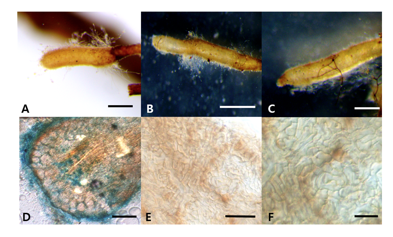 https://www.kjmycology.or.kr/images/kjom/images/N0320480414_image/Figure_KJOM_48_04_14_F3.png