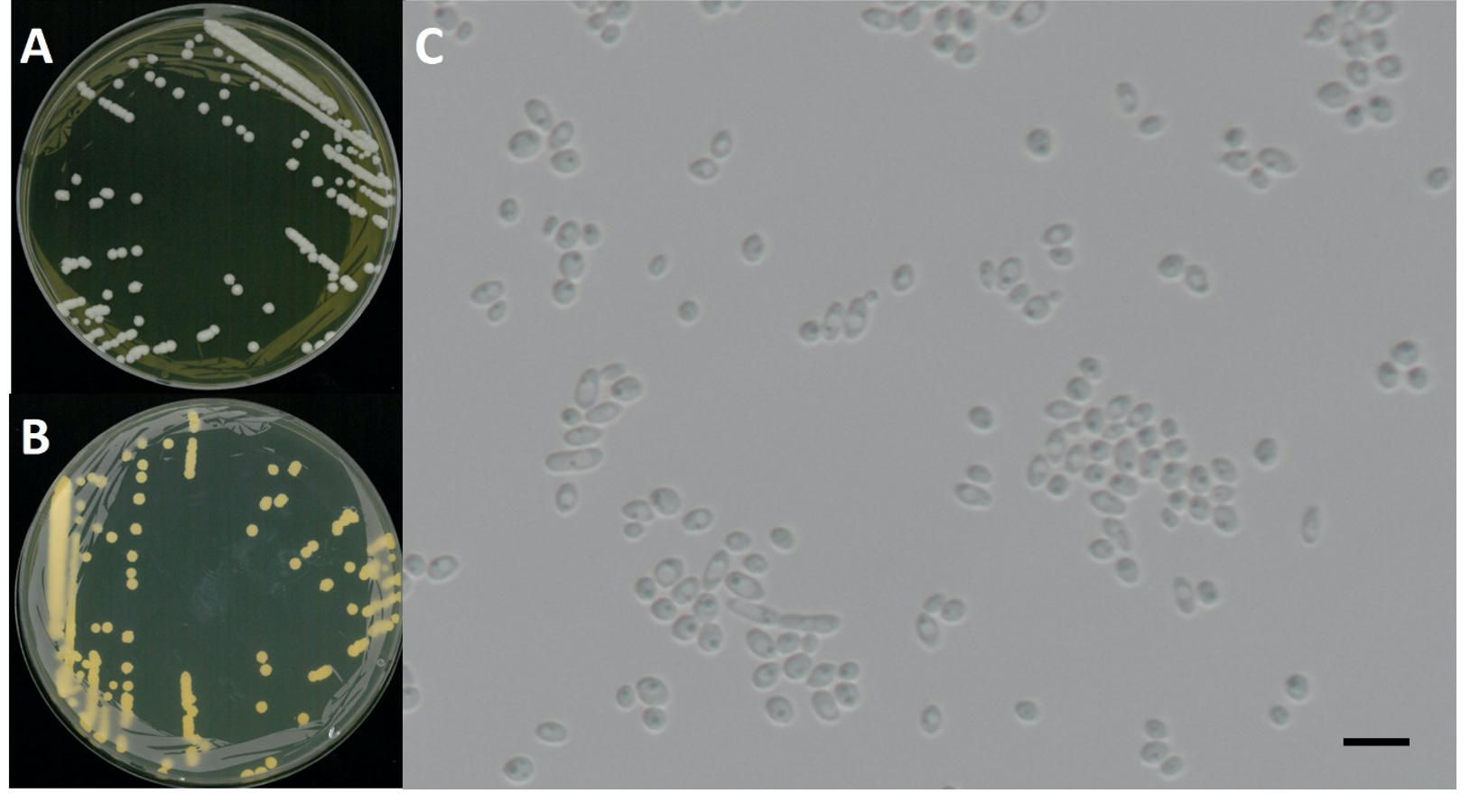 https://www.kjmycology.or.kr/images/kjom/images/N0320480417_image/Figure_KJOM_48_04_17_F2.png