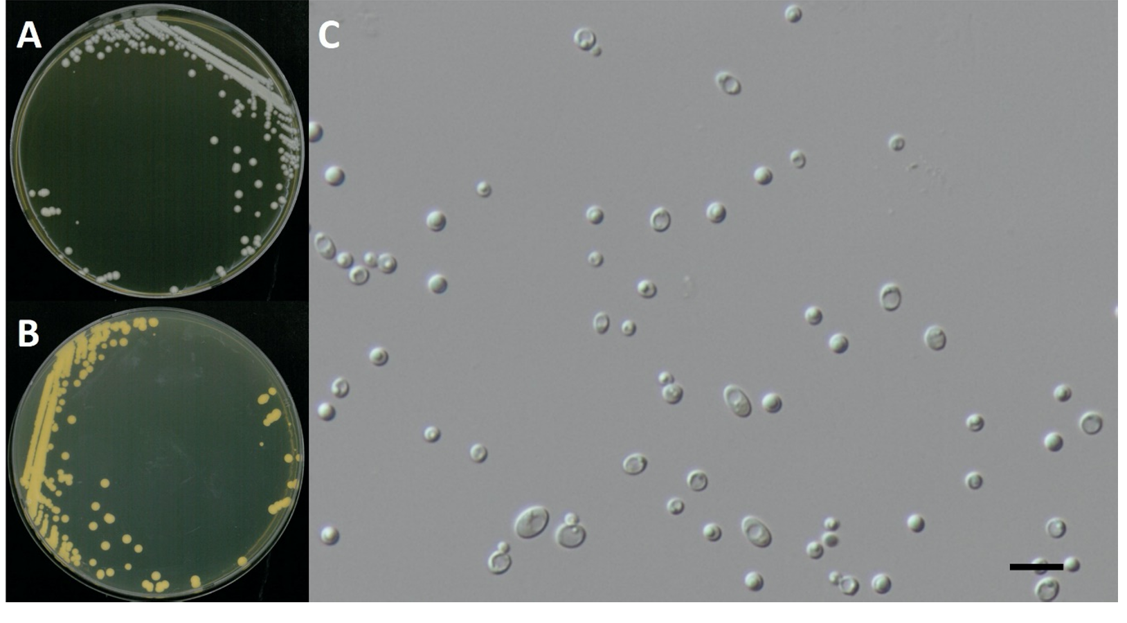https://www.kjmycology.or.kr/images/kjom/images/N0320480417_image/Figure_KJOM_48_04_17_F3.png