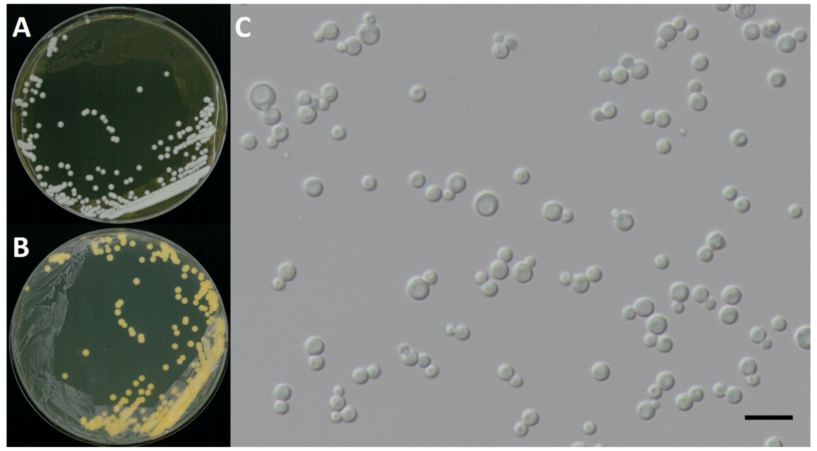 https://www.kjmycology.or.kr/images/kjom/images/N0320480417_image/Figure_KJOM_48_04_17_F6.png