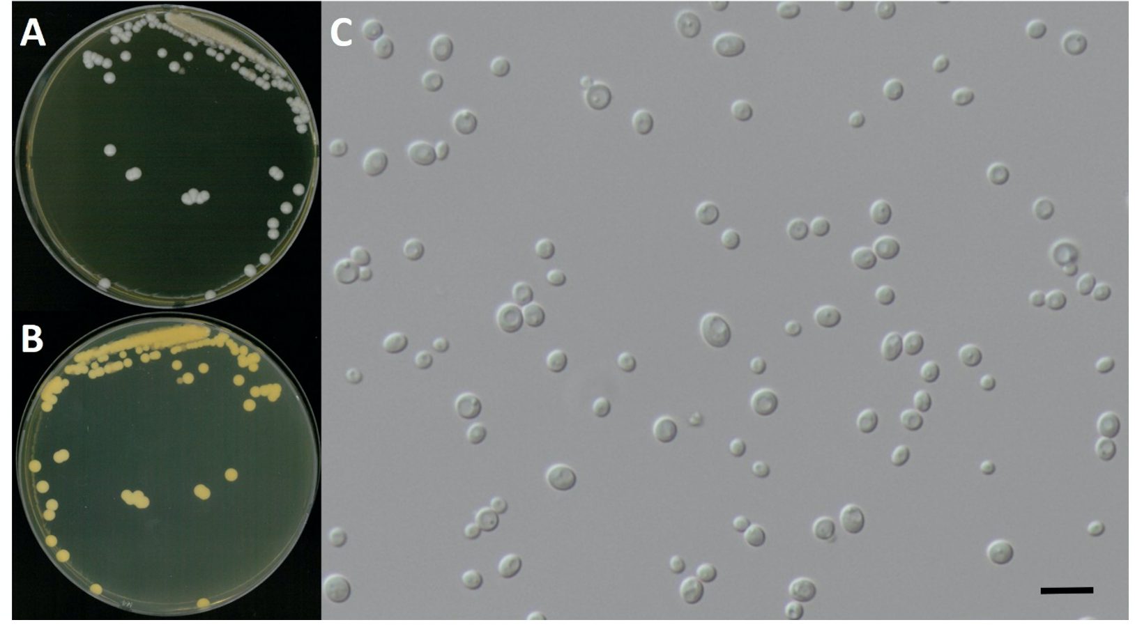 https://www.kjmycology.or.kr/images/kjom/images/N0320480417_image/Figure_KJOM_48_04_17_F7.png